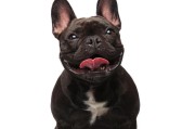 黑色西德犬——优雅与力量的完美结合（黑色西德犬）
