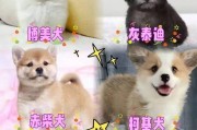 购买拉布拉多的五大理由（为什么你应该考虑买一只拉布拉多）