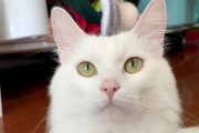 养狮子猫需要注意的要点（如何正确养护你的狮子猫）