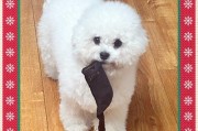 小狗何时可离开母犬？（犬只离开母亲的时间和重要性）