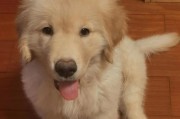 金毛犬长大需要多久？（金毛犬成长速度与饮食、运动和遗传有关）