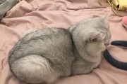 揭秘猫咪忧郁症的原因与治疗方法（探索猫咪情绪问题的根源与解决方案）