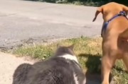 猫狗不能一起养的原因（相处不和谐，降低幸福指数）