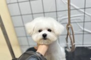 泰迪幼犬迟开眼的因素分析（探究导致泰迪幼犬迟开眼的原因与解决方法）
