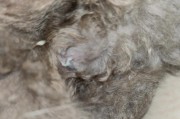 探究猫身上白色物质的奥秘（白色物质的特征与产生原因）