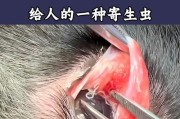狗狗生虫子的症状及预防方法（了解狗狗生虫子的常见症状和有效预防方法）