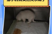 狗狗细小症状及治疗方法（了解狗狗细小的常见症状和有效治疗方法）