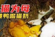 母猫下了吃什么奶水多？（探究母猫哺乳期间奶水的营养成分和影响因素）