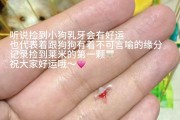 幼犬乳牙的生长过程及时间（幼犬乳牙的生长周期和关键阶段）