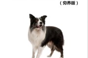 如何延长狗狗寿命？四个特征和六个禁忌（避开这六件事，让你的狗狗健康长寿）