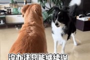 一只小狗的到来——家庭温暖的象征（以家里跑来一只小狗寓意什么？）