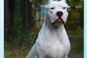 护主犬的重要性及种类介绍（为什么护主犬如此重要？一探护主犬的多样性和训练方法）