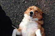 如何正确给你的柯基犬剪指甲（以宠物为主，详解15个步骤让你的柯基犬安心剪指甲）