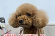 泰迪犬的标准体重及营养补充方法（了解泰迪犬的理想体重，如何健康补充营养）