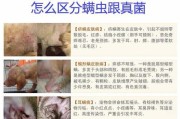 如何有效治疗狗狗的常见皮肤病？（预防和治疗狗狗常见皮肤病的经济实惠方法）