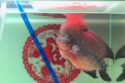 以罗汉鱼与金鱼混养的最佳选择（水生生物园艺中的鱼类伙伴关系研究）