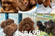 小泰迪的预防针接种时间（养宠物泰迪需知，关于预防针接种你需要了解的重要事项）