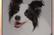 小狗到家多久能不乱叫？（培养小狗不乱叫的关键是什么？）