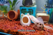 迷你鹦鹉鱼怎么解决鱼缸褐藻？适合跟什么工具鱼混养？