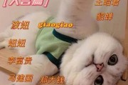 以猫为主题的好听名字（给你的猫取一个独特的名字，让它更加与众不同）