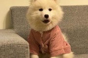 两个月的萨摩犬成长记（从无忧无虑到活泼可爱，探索萨摩犬成长的点点滴滴）