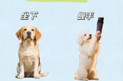 让狗狗学会后退，保护它的安全（通过训练，让你的狗狗学会后退，并避免危险）