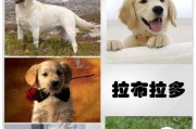 拉布拉多幼犬体内驱虫指南（保护你的宠物健康，了解驱虫的重要性）