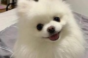 探索博美幼犬的可爱与特点（拥抱博美幼犬，邂逅可爱无限）