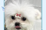 比熊犬生命结束前的表现（揭示比熊犬生命临近尽头的迹象及如何提供适当的关怀和支持）
