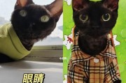 探秘小猫眼睛变色的奥秘（为什么小猫的眼睛会变色？一窥猫眼色彩变化的原因和意义）