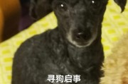 泰迪狗嘴巴像什么？（揭秘泰迪狗嘴部特征及其所象征的个性特质）