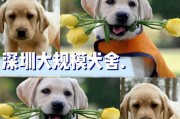 佛山拉布拉多犬舍——培育健康可爱的拉布拉多犬（从幼犬到成犬，我们为您提供全方位的服务）