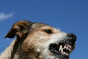 狗狗得狂犬病，这些症状你知道吗？（宠物也需要防病保健）