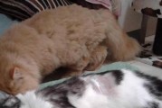 母猫产后护理的重要性（注意产后情况及母猫健康状况）