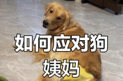 狗狗月经周期的长短及影响因素（揭秘狗狗月经周期的奥秘，让你更了解你的宠物）