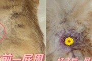 猫为什么经常舔屁股不干净？（揭秘猫咪常舔屁股的原因及解决办法）