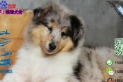 苏格兰牧羊犬耳朵的护理（以宠物为主，让您的苏格兰牧羊犬健康成长）