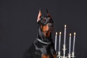 杜宾犬（探寻杜宾犬的市场价值、个性特点与行为习惯）