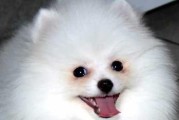 博美幼犬养育完全手册（从萌新到专家，养育你的博美宝宝）