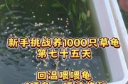 草龟为何两年来未见长大？（探究草龟生长瓶颈及其原因）