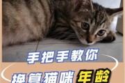 猫咪的年龄到底是怎样计算的？（探秘猫咪年龄和人类年龄之间的关系）