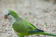 饲养鳞胸吸蜜鹦鹉的必备知识（营造舒适环境让鹦鹉健康成长）