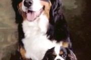 训练伯恩山犬听令即叫的方法（教你如何让你的宠物伯恩山犬成为听话的“守护者”）