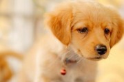 金毛幼犬的饮食需求及营养搭配（为你的金毛宝宝提供健康均衡的饮食）