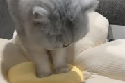 猫咪踩奶的原因与意义（揭秘猫咪踩奶行为，了解猫咪的心理状态）