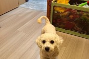 如何正确给比熊犬洗毛（选择合适的洗毛用品，让你的比熊犬健康亮丽）
