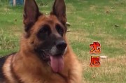 2022年纯种德国牧羊犬价格揭秘！（了解德国牧羊犬价格趋势，买卖纯种犬需慎重考虑）