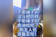泰迪为什么会咬主人？（探究泰迪咬主人的原因及解决方法）