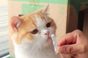 三个月大猫咪怎么做驱虫？（宠物保健小贴士，三个月大的猫咪需要进行驱虫吗？）