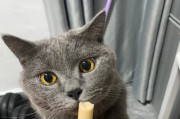 探访英短蓝猫的饮食习惯（了解英短蓝猫的营养需求和健康饮食方法）